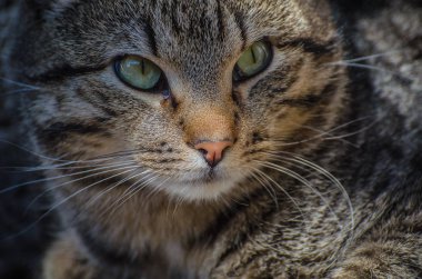 Kabarık bir safkan kedi portresi