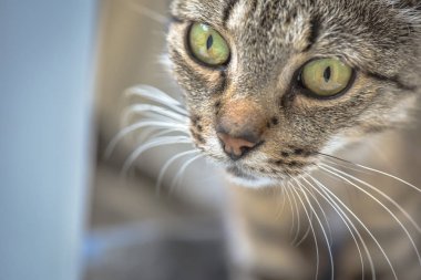 Kabarık bir safkan kedi portresi