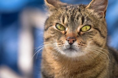 Kabarık bir safkan kedi portresi