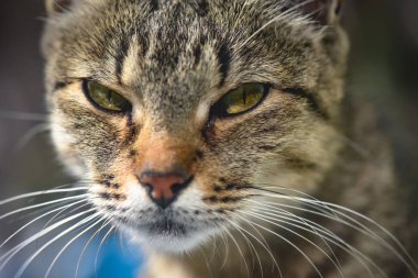Kabarık safkan bir kedi yavrusu portresi