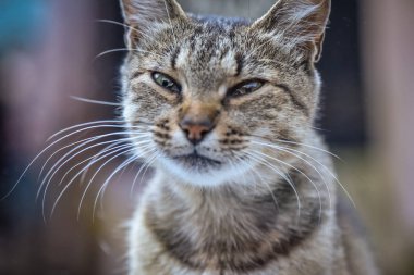 Kabarık bir safkan kedi portresi