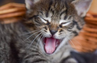 Kabarık safkan bir kedi yavrusu portresi