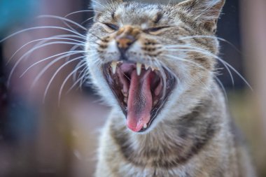 Kabarık bir safkan kedi portresi