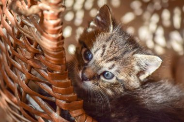 Kabarık safkan bir kedi yavrusu portresi