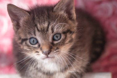 Kabarık safkan bir kedi yavrusu portresi