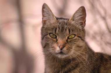 Kabarık bir safkan kedi portresi