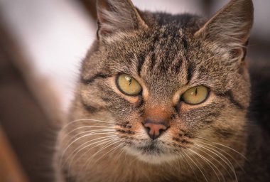 Kabarık bir safkan kedi portresi