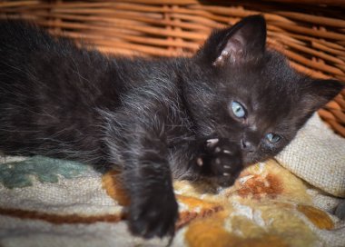 Kabarık safkan bir kedi yavrusu portresi