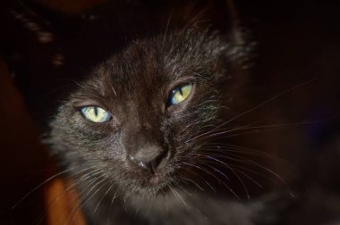 Kabarık safkan bir kedi yavrusu portresi