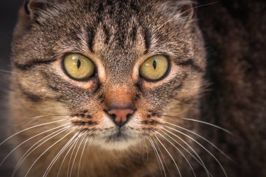 Kabarık bir safkan kedi portresi