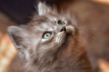 Kabarık safkan bir kedi yavrusu portresi