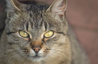 Kabarık bir safkan kedi portresi