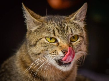 Kabarık bir safkan kedi portresi