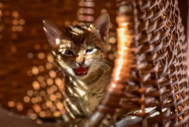 Kabarık safkan bir kedi yavrusu portresi