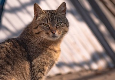 Kabarık bir safkan kedi portresi