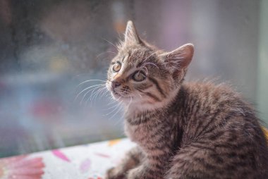 Kabarık safkan bir kedi yavrusu portresi