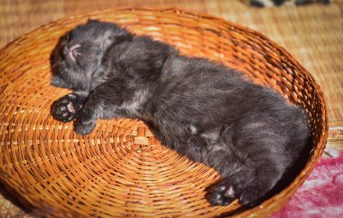 Kabarık safkan bir kedi yavrusu portresi