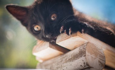 Kabarık safkan bir kedi yavrusu portresi