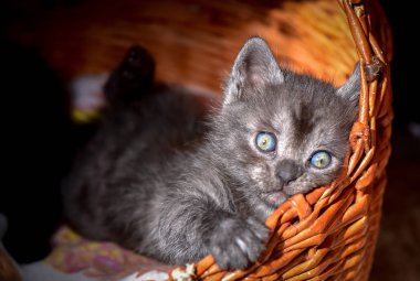 Kabarık safkan bir kedi yavrusu portresi