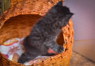 Kabarık safkan bir kedi yavrusu portresi