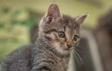 Kabarık safkan bir kedi yavrusu portresi