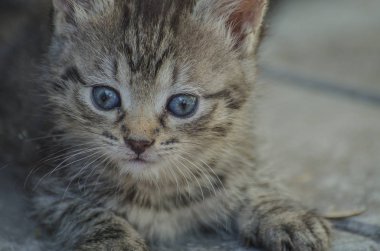 Kabarık safkan bir kedi yavrusu portresi