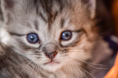 Kabarık safkan bir kedi yavrusu portresi