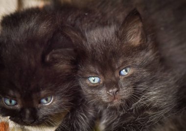 Kabarık safkan bir kedi yavrusu portresi