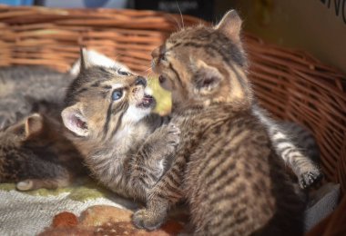 Kabarık safkan bir kedi yavrusu portresi