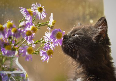 Kabarık safkan bir kedi yavrusu portresi