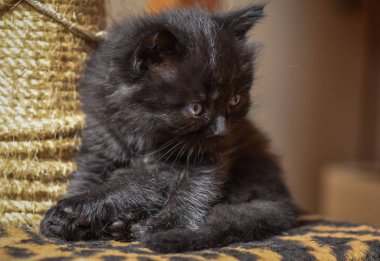 Kabarık safkan bir kedi yavrusu portresi