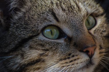 Kabarık bir safkan kedi portresi