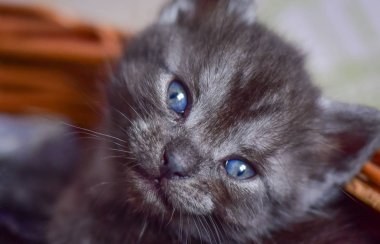 Kabarık safkan bir kedi yavrusu portresi