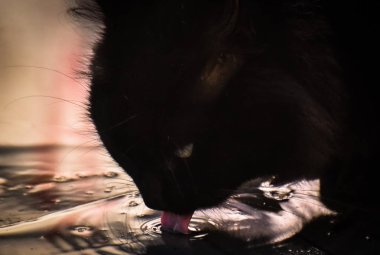 Kabarık bir safkan kedi portresi