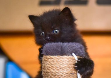 Kabarık safkan bir kedi yavrusu portresi