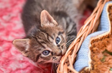 Kabarık safkan bir kedi yavrusu portresi