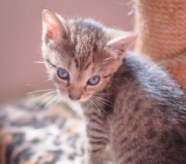 Kabarık safkan bir kedi yavrusu portresi