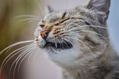 Kabarık bir safkan kedi portresi