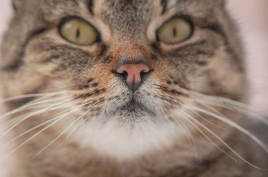 Kabarık bir safkan kedi portresi