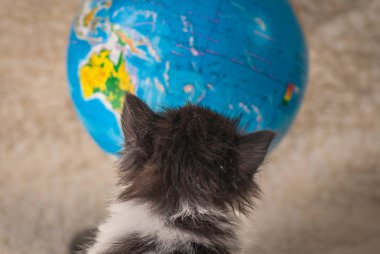 Kabarık safkan bir kedi yavrusu portresi