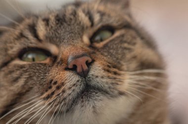 Kabarık bir safkan kedi portresi