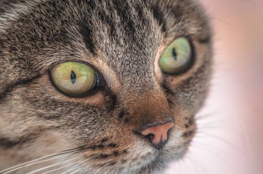 Kabarık bir safkan kedi portresi