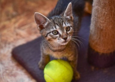 Kabarık safkan bir kedi yavrusu portresi
