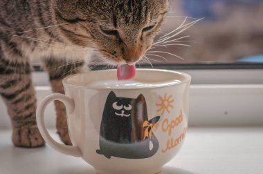 Kabarık bir safkan kedi portresi