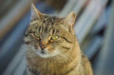 Kabarık bir safkan kedi portresi