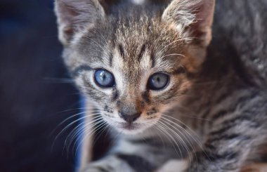 Kabarık safkan bir kedi yavrusu portresi