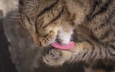 Kabarık bir safkan kedi portresi