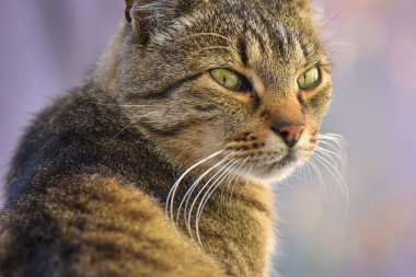 Kabarık bir safkan kedi portresi