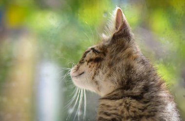 Kabarık safkan bir kedi yavrusu portresi