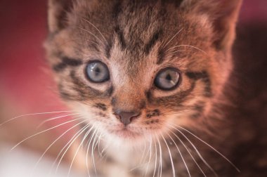 Kabarık safkan bir kedi yavrusu portresi